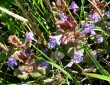 Glechoma hederacea
