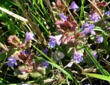 Glechoma hederacea. Верхушки цветущих растений. Московская обл., г. Электрогорск, пустырь с луговой растительностью. 15.05.2020.