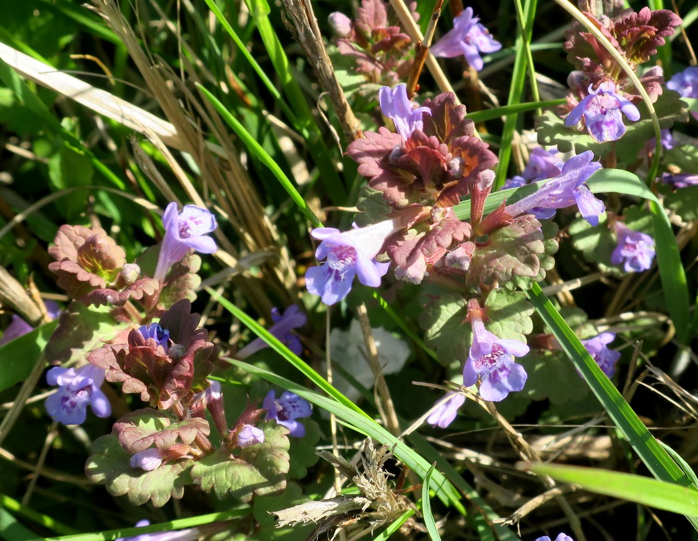 Изображение особи Glechoma hederacea.