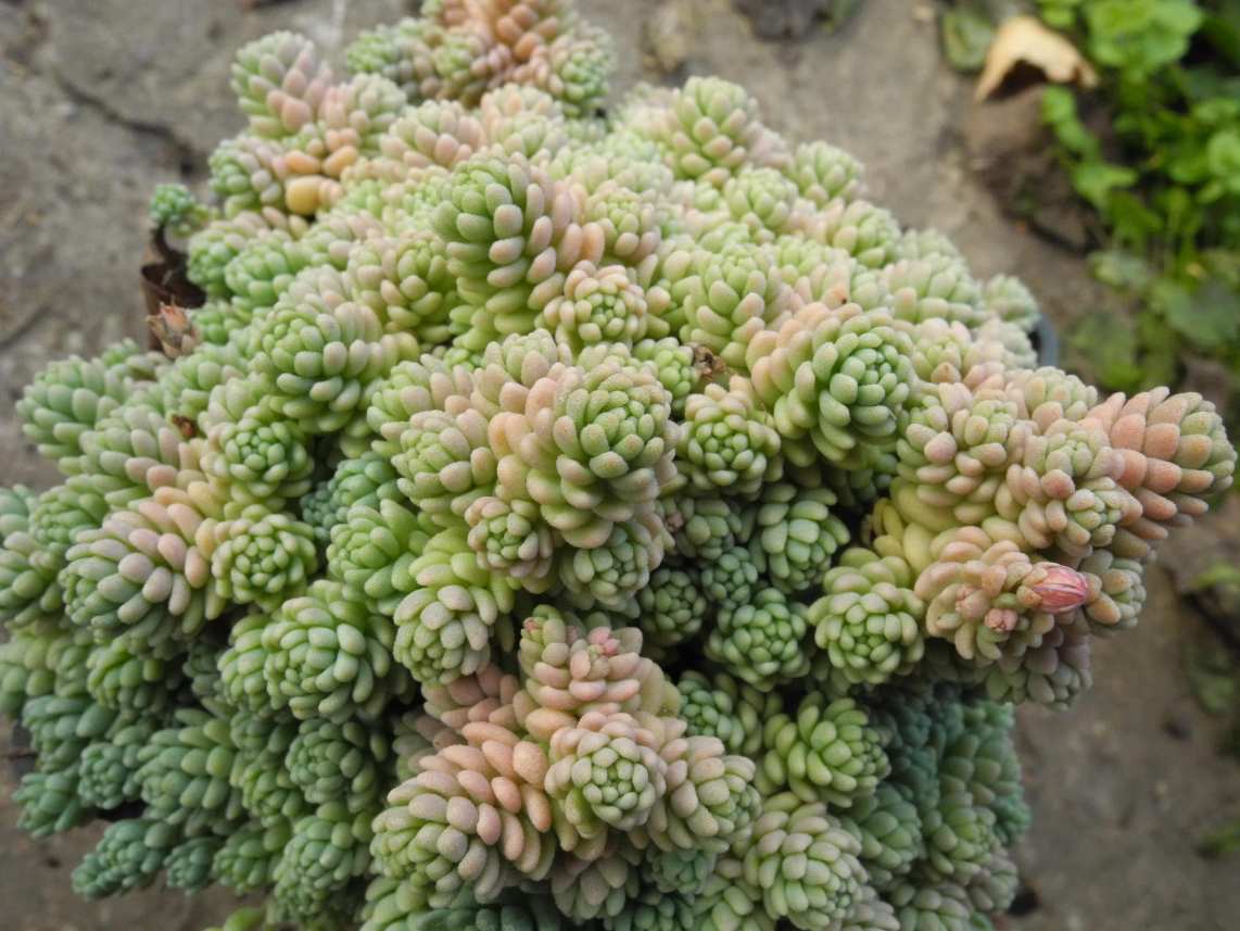 Изображение особи Sedum dasyphyllum.