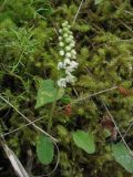 Goodyera repens