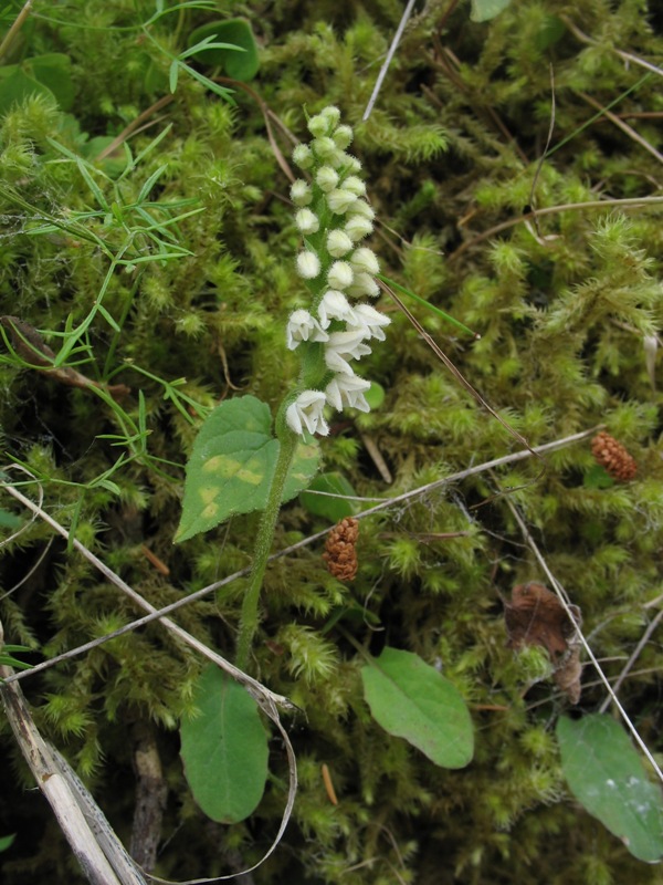 Изображение особи Goodyera repens.