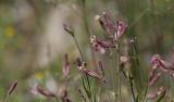 Silene brahuica