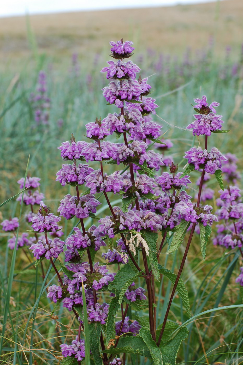 Image of Phlomoides tuberosa specimen.