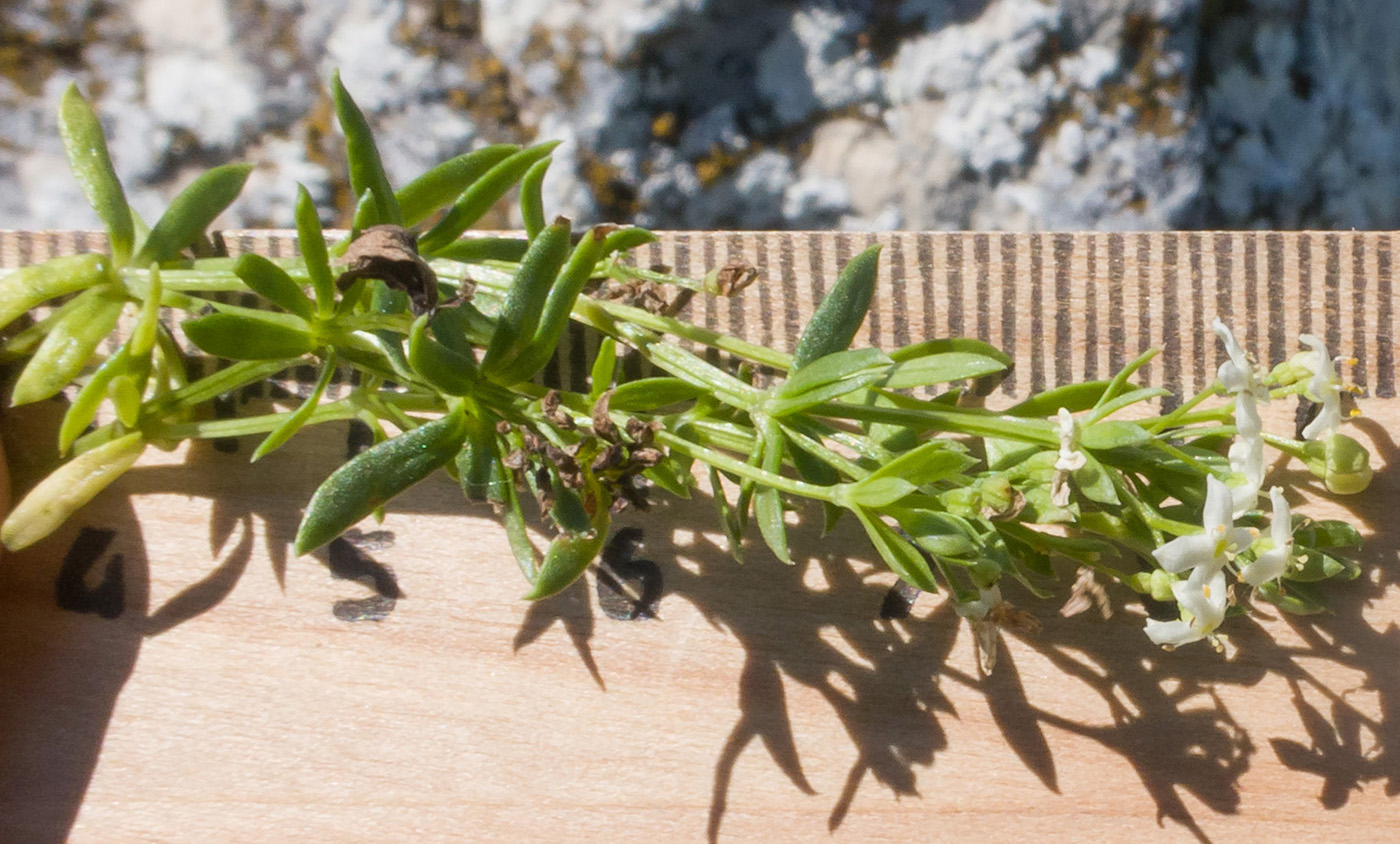 Изображение особи Galium oshtenicum.