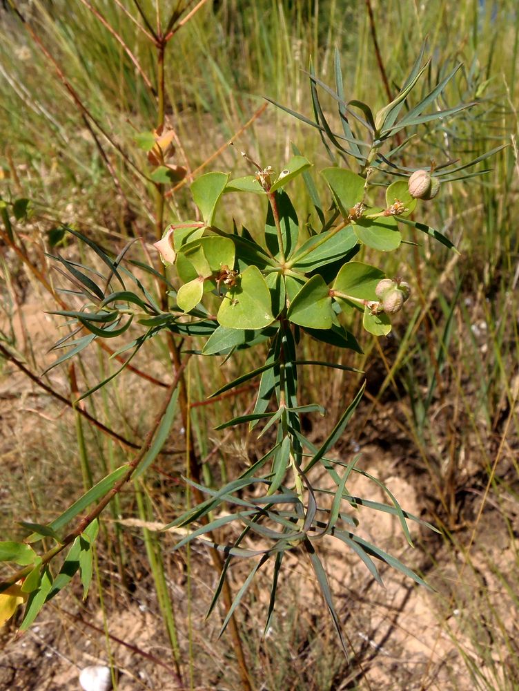 Image of Euphorbia esula specimen.
