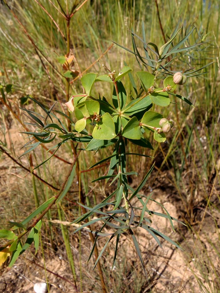 Изображение особи Euphorbia esula.