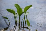 Alisma plantago-aquatica