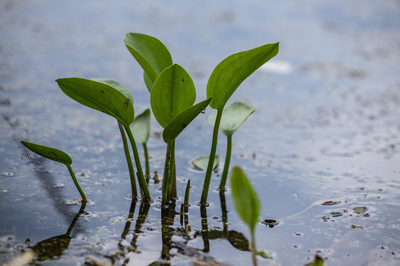 Image of Alisma plantago-aquatica specimen.