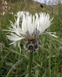 Centaurea cheiranthifolia