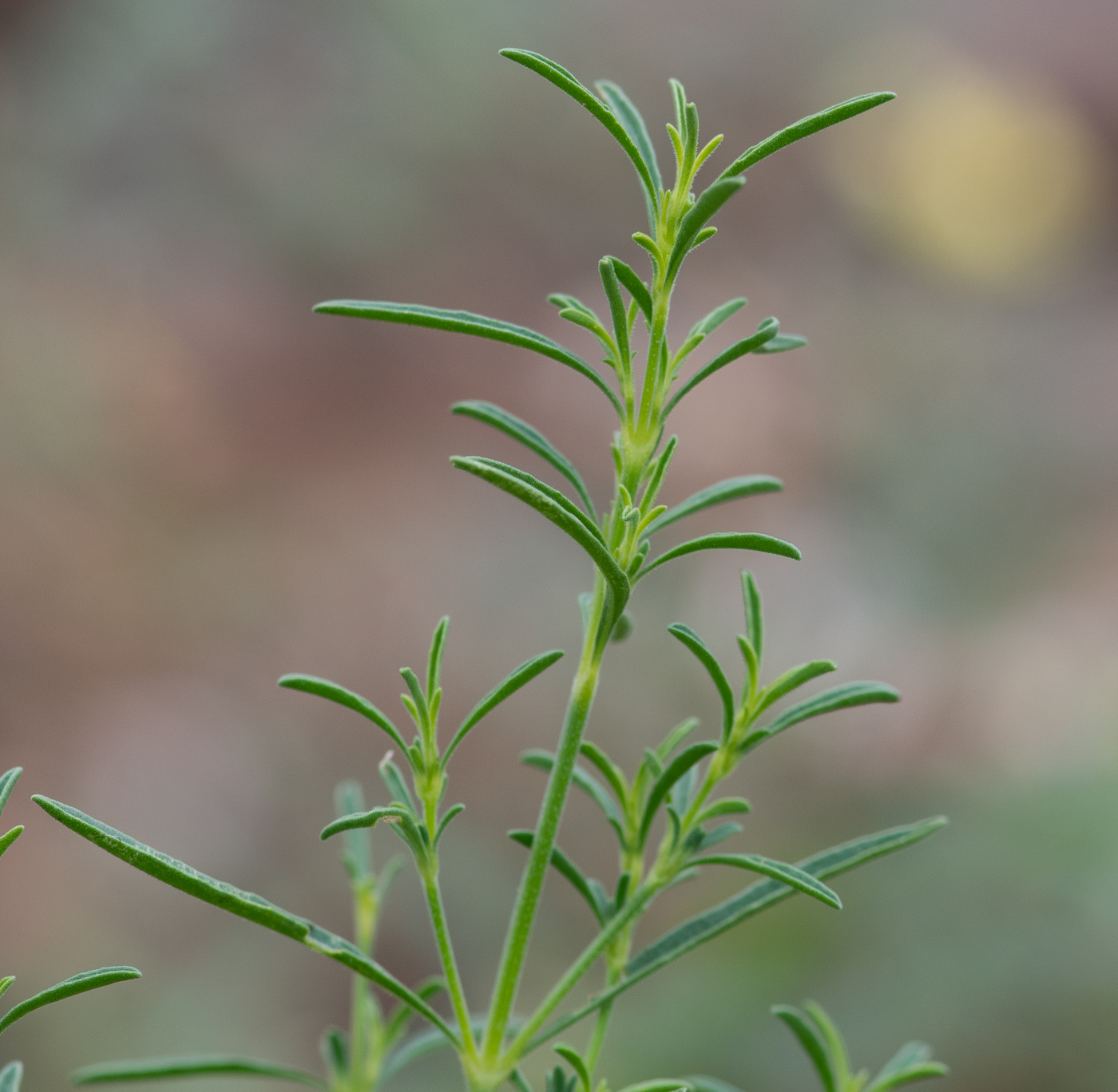 Image of Justicia divaricata specimen.