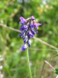 Oxytropis deflexa