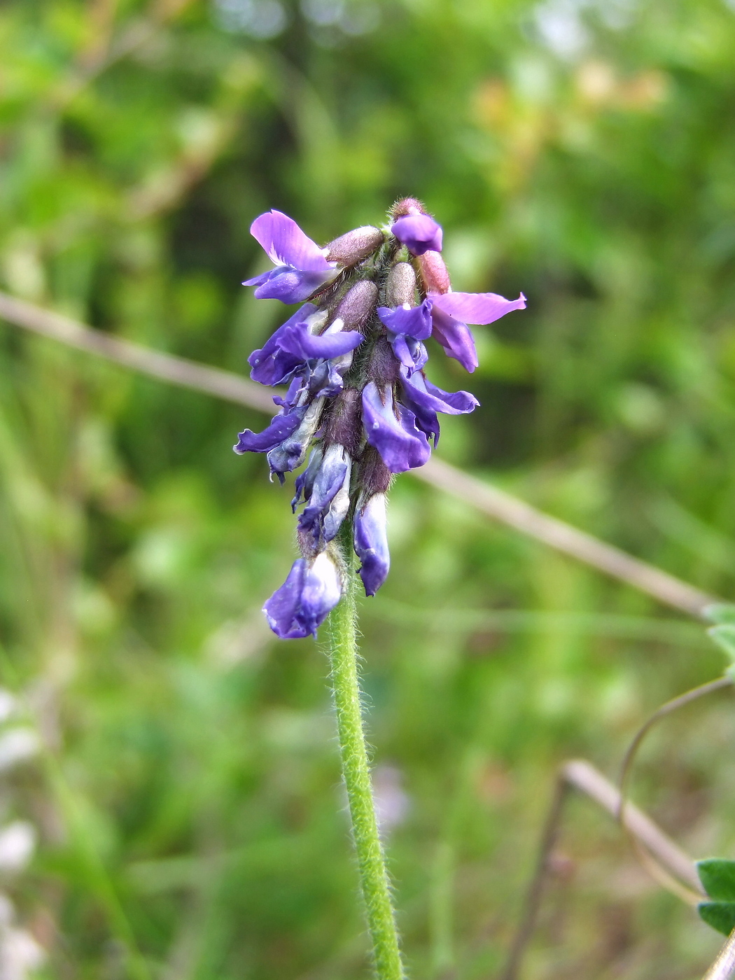 Image of Oxytropis deflexa specimen.