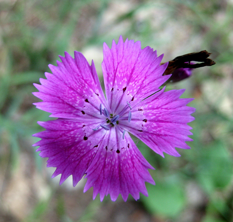 Изображение особи род Dianthus.