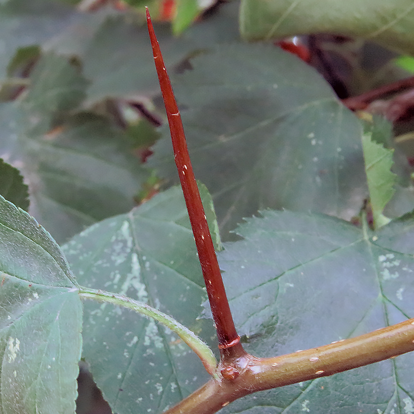 Image of Crataegus submollis specimen.