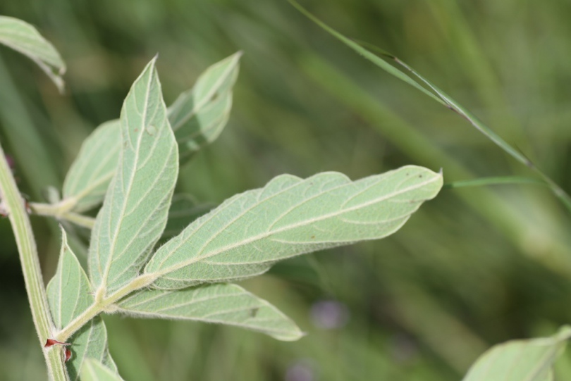 Изображение особи Pseudarthria hookeri.