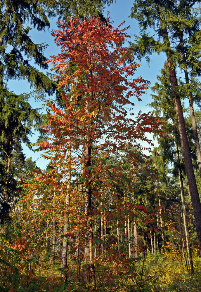 Изображение особи Cerasus pensylvanica.