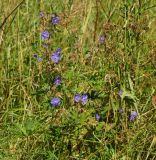 Geranium pratense