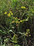 Bupleurum falcatum