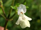 Stachys annua. Цветок. Украина, Львовская обл., Золочевский р-н, нарушенное местообитание у обочины грунтовой дороги на луговом склоне. 11 августа 2010 г.