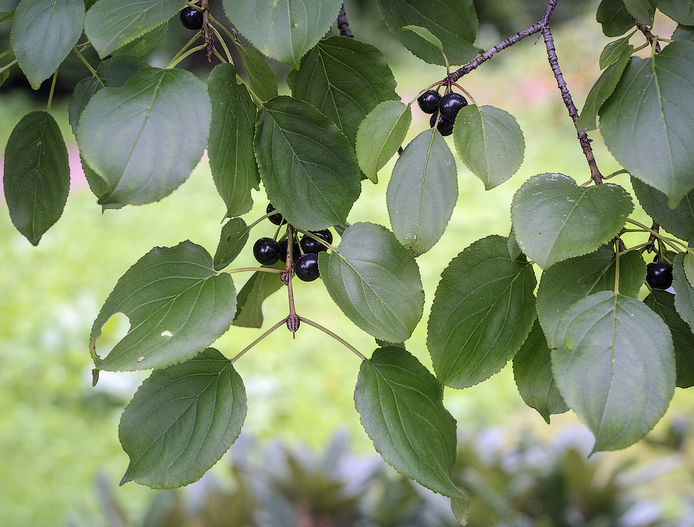 Image of Rhamnus cathartica specimen.