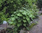 Kirengeshoma palmata. Цветущие растения в сообществе плодоносящей Rodgersia aesculifolia. Санкт-Петербург, Ботанический сад БИН РАН, альпийская горка, в культуре. 09.09.2020.