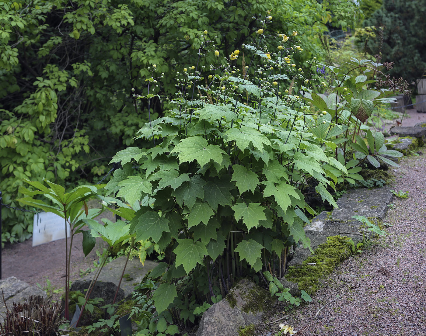 Изображение особи Kirengeshoma palmata.