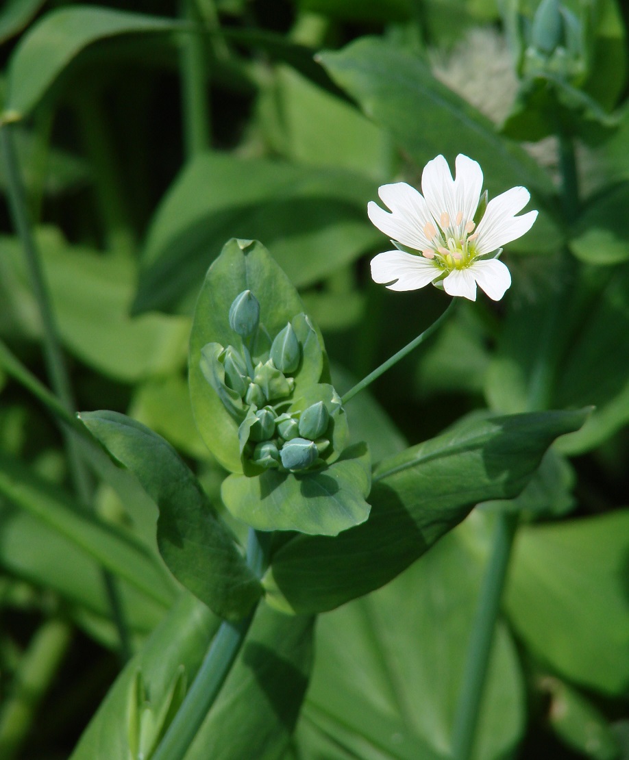 Image of Cerastium davuricum specimen.