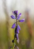 Polygala hybrida