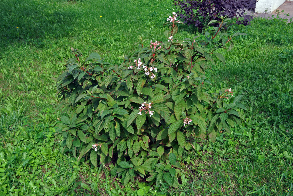 Image of Viburnum farreri specimen.