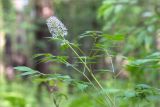 Actaea spicata