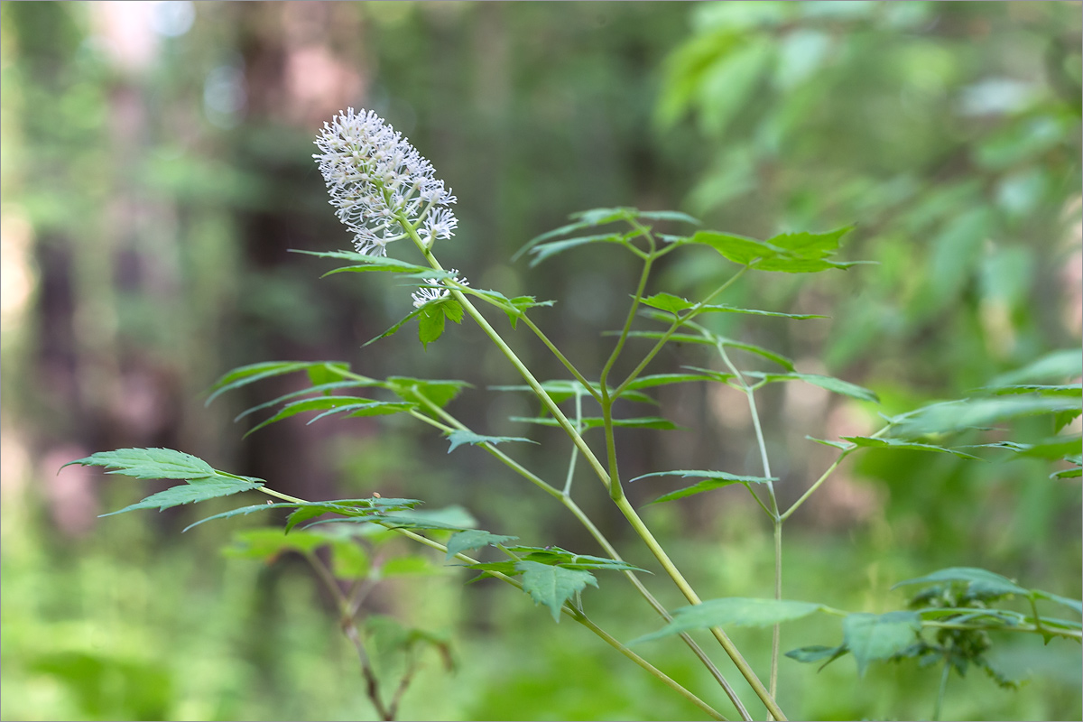 Image of Actaea spicata specimen.