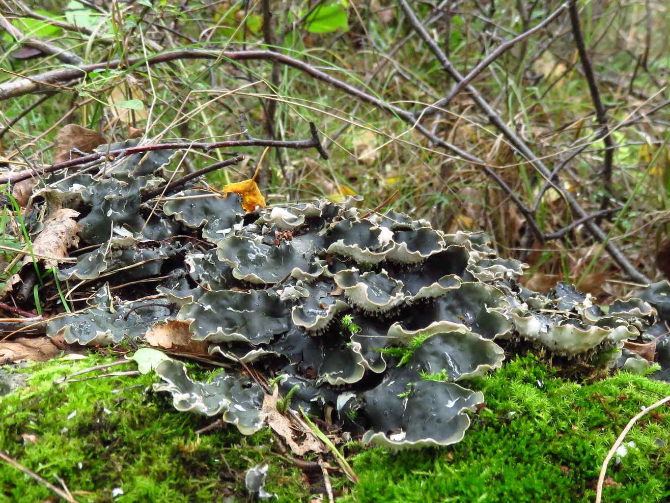 Image of genus Peltigera specimen.