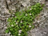 Cymbalaria acutiloba subspecies dodekanesi. Цветущие растения в скальной расщелине. Греция, о. Родос, окр. монастыря Панагия Цамбика. 5 мая 2011 г.