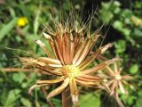 Hyoseris lucida