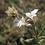 Cephalaria transsylvanica. Соцветие и осыпающееся соплодие. Краснодарский край, берег пруда между хуторами Александровка и Резак, пастбище. 26.09.2010.