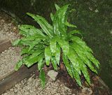 Phyllitis scolopendrium. Вегетирующее растение. Краснодарский край, окр. г. Сочи, Тисо-самшитовая роща, пешеходная дорожка. 13.07.2019.