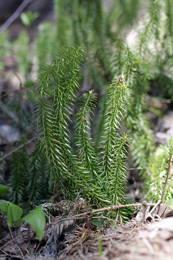 Изображение особи Lycopodium annotinum.