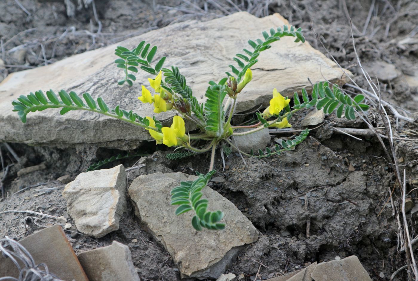 Изображение особи Astragalus utriger.