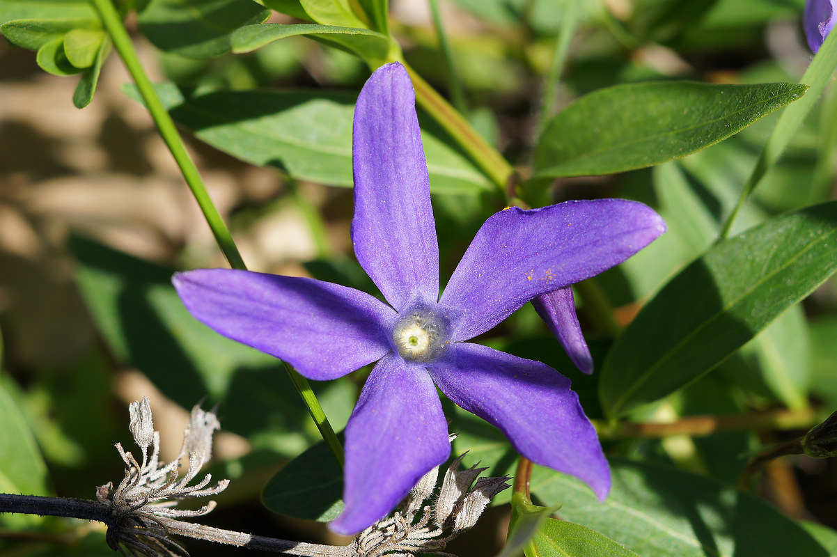 Image of Vinca herbacea specimen.