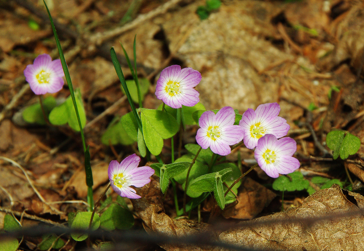 Изображение особи Oxalis acetosella.