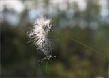 Eriophorum vaginatum. Верхушка побега с соплодием. Мурманская обл., Кандалакшский р-н, северный склон Ивановой горы, небольшая заболоченная терраса, хвойный лес с Picea и Pinus. 21.07.2020.