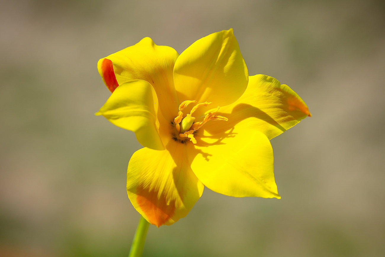 Image of Tulipa zenaidae specimen.