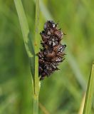 Carex melanostachya