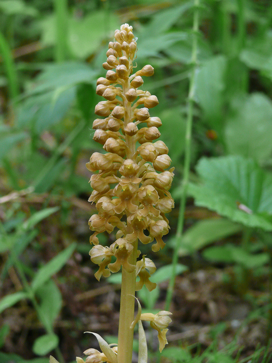 Image of Neottia nidus-avis specimen.