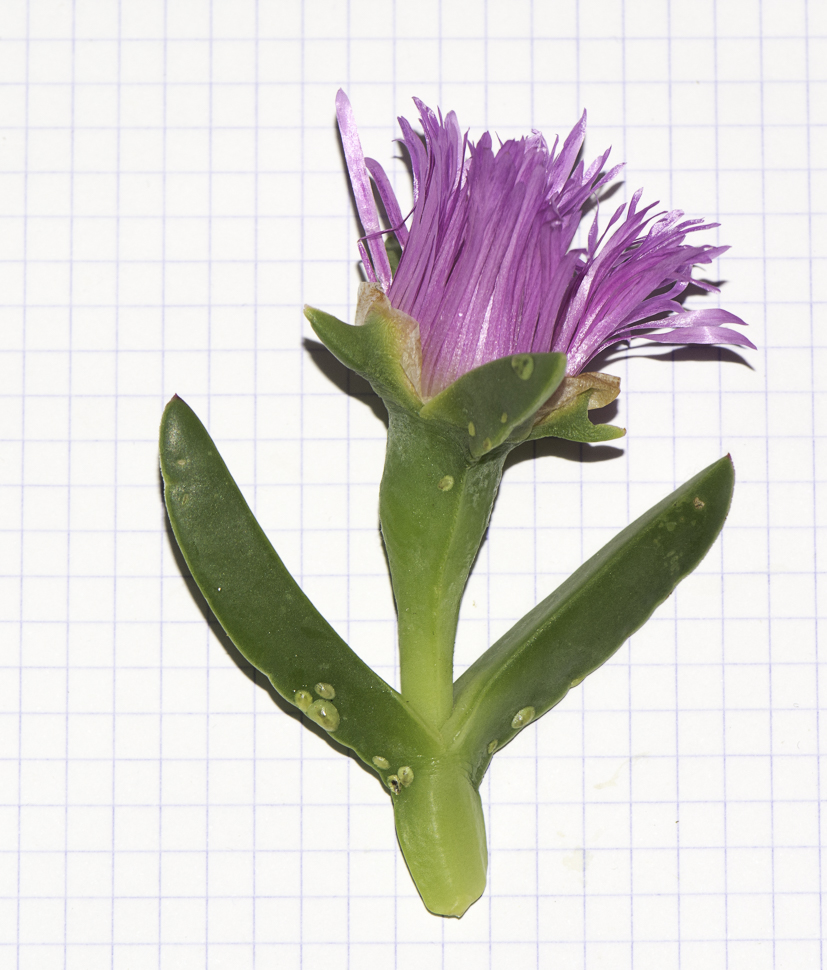 Image of Carpobrotus modestus specimen.