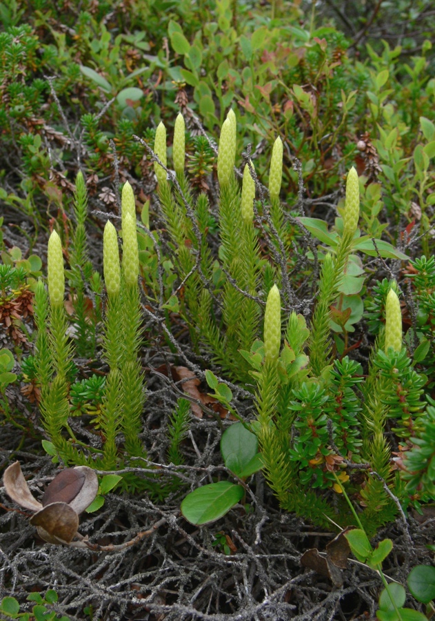 Image of Lycopodium dubium specimen.