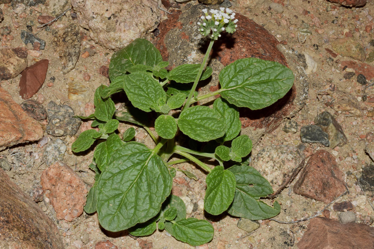 Изображение особи Heliotropium olgae.