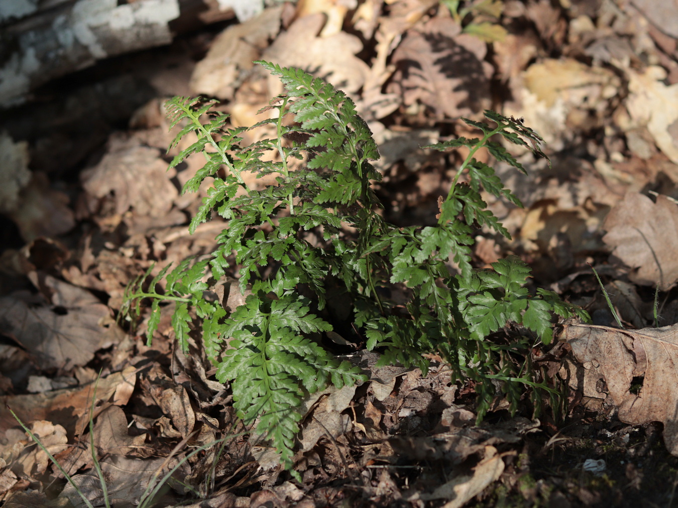 Изображение особи Asplenium adiantum-nigrum.