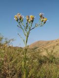 Galatella coriacea